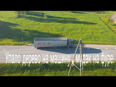 Видео: Упало дерево на машину.Мудак на дороге.Обслуживание щеповоза.