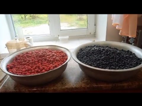 Видео: Часть1. Вино из боярышника и черноплодной рябины. Часть 1. 07 октября 2023 г.