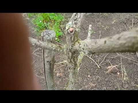 Видео: Восстановление  кроны у  хурмы  после  морозов