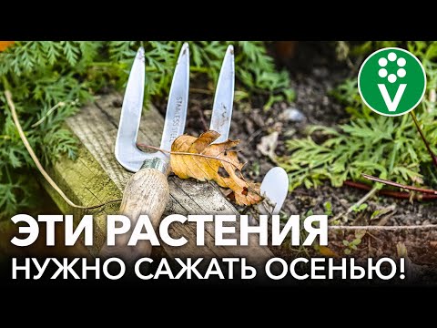 Видео: КАКИЕ ЦВЕТЫ ЛУЧШЕ ПОСАДИТЬ ПОД ЗИМУ? Золотые правила посадки и посева растений осенью