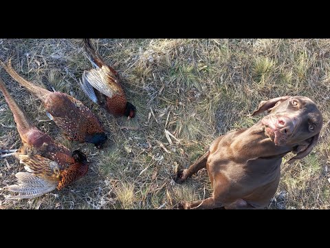 Видео: Охота на фазана с курцхааром....