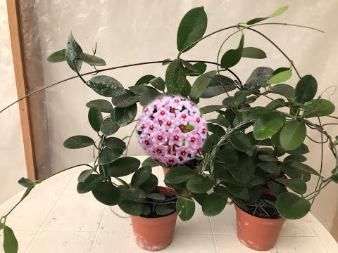 Видео: Почему Хойя Карноза не цветет?