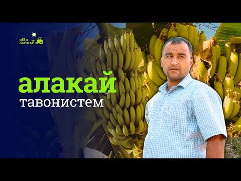 Видео: Чӣ тавр дар Тоҷикистон банан, папайя ва ананас парвариш мекунанд