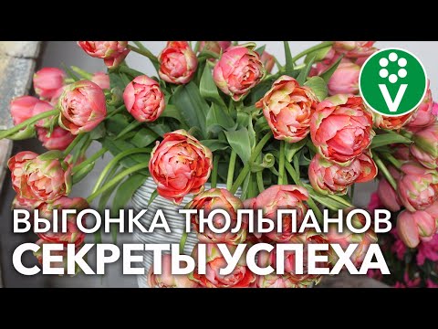 Видео: УЖЕ ПОРА! ПРОСТО И ДОСТУПНО О ВЫГОНКЕ ТЮЛЬПАНОВ к 8 Марта и не только! НАДЕЖНЫЕ, ПРОВЕРЕННЫЕ способы
