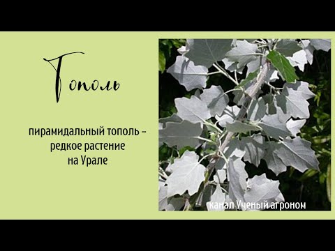 Видео: Пирамидальный тополь - редкое растение в средней полосе