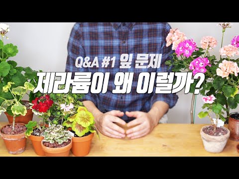 Видео: Вопросы и ответы Почему герань такая? Как решить проблему листьев - домашнее садоводство #пеларгония