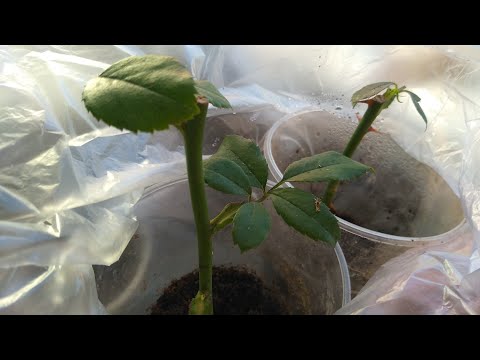 Видео: Результат осеннего черенкования роз.