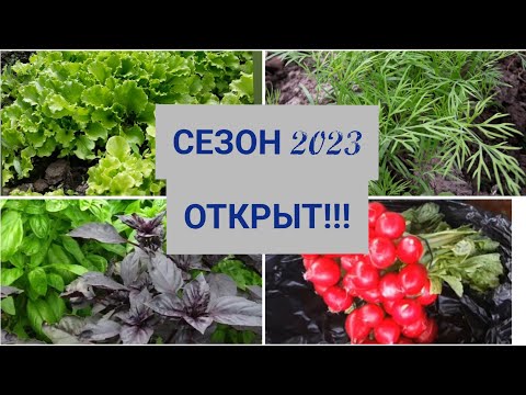 Видео: Теплицы посадили//Сезон 2023-ОТКРЫТ!!!!