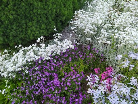 Видео: Стрижка цветка камнеломки после цветения: Зачем, как и сравнение трех способов