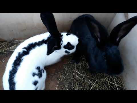 Видео: Кролики. Разведение. Как вызвать охоту у самки без химии народными методами. Результат.