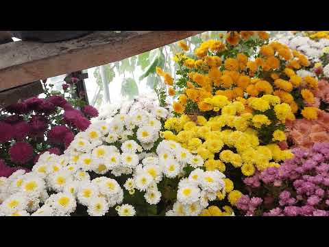 Видео: ХРИЗАНТЕМЫ.  КАК СОХРАНИТЬ ЗИМОЙ?