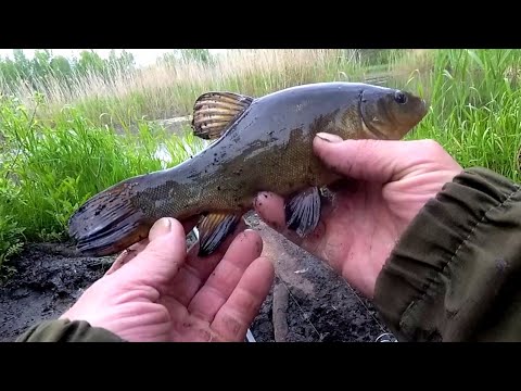 Видео: Охота на линя. Рыбалка на поплавок в Беларуси.