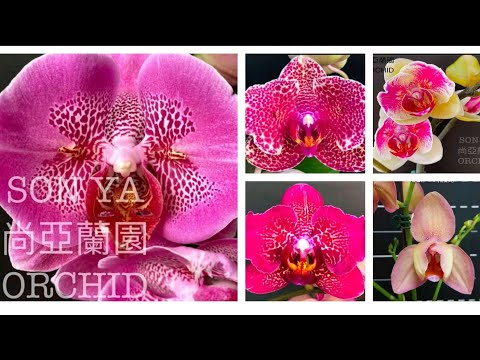 Видео: Мои новинки подростков орхидей🌱