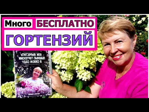 Видео: Много ГОРТЕНЗИЙ БЕСПЛАТНО! Размножаем черенкованием. Презентация Руководства по Гортензиям