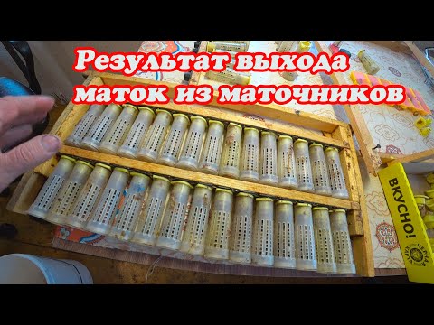 Видео: ВЫХОД МАТОК ИЗ МАТОЧНИКОВ, МЕЧЕНИЕ МАТОК С ПОДСАДКОЙ ОБСЛУЖИВАЮЩЕЙ ПЧЕЛЫ
