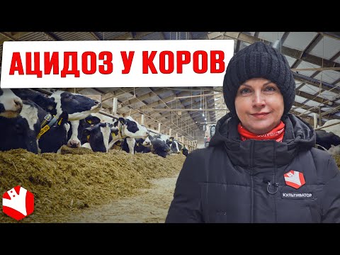 Видео: Ацидоз рубца у коров: причины, симптомы, лечение | Животноводство | Ветеринария