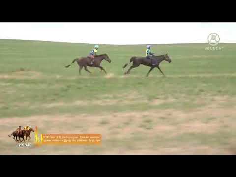 Видео: 2018 оны МУМУяач Д.Эрдэнэчулууны МУГавьяат малчин цолны мялаалга Дундговь аймгийн Луус
