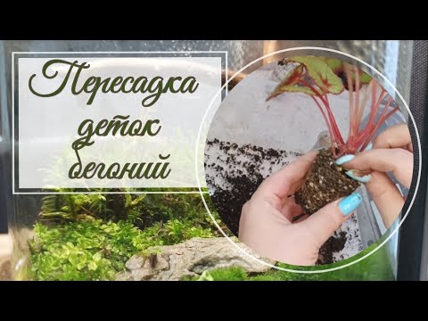 Видео: 🪴Пересадка деток декоративнолистных бегоний. 🪴