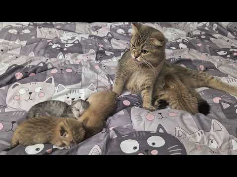 Видео: Спа-процедуры от Шанель 😊