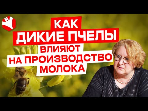 Видео: Влияние диких пчел на урожай люцерны и производство молока