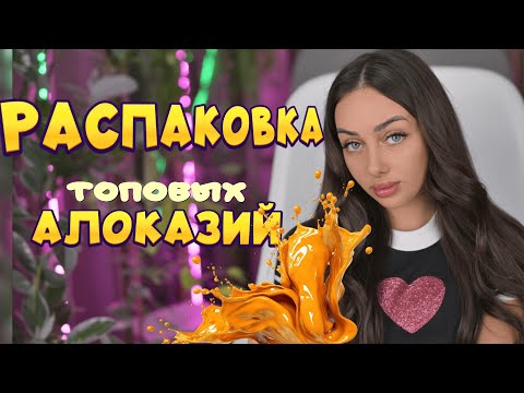 Видео: Вариегатные алоказии: лучшие экземпляры в одном видео!