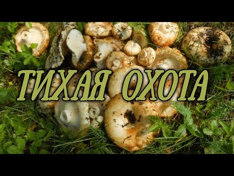 Видео: ✅Грибные истории на плато АССЫ #рекомендации #тихаяохота #грузди #подпишись #грибы #лайк