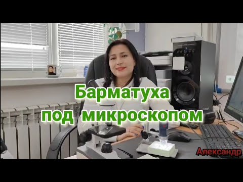 Видео: Разбор БАРМАТУХИ микробиологом вместе с каналом С МИРУ ПО НИТКЕ ОТ АЛЕКСАНДРА.