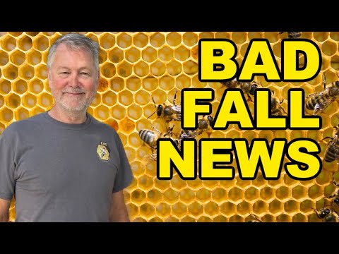 Видео: Пчеловодство: как укрепить слабый улей осенью для выживания зимой