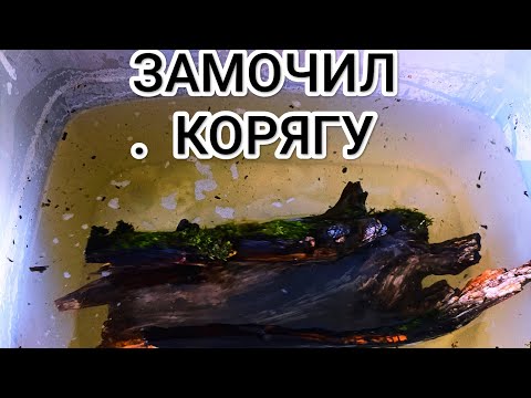 Видео: Замочил корягу. Как проверить цисты Артемии в домашних условиях?