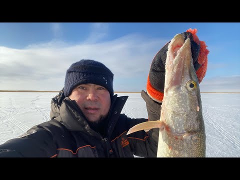 Видео: /Первый лед на оз.Султангелды/Зубастые на живца/Огромные окуни атакуют/