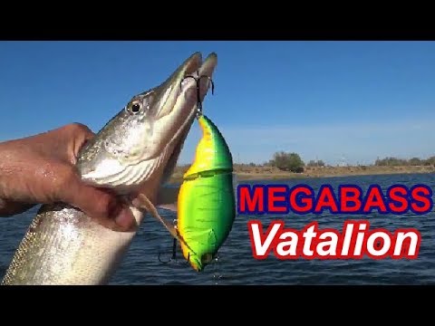 Видео: MEGABASS Vatalion.Новый свимбейт и щука.Pike Fishing.