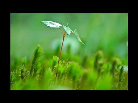 Видео: Упражнение "Зёрнышко".