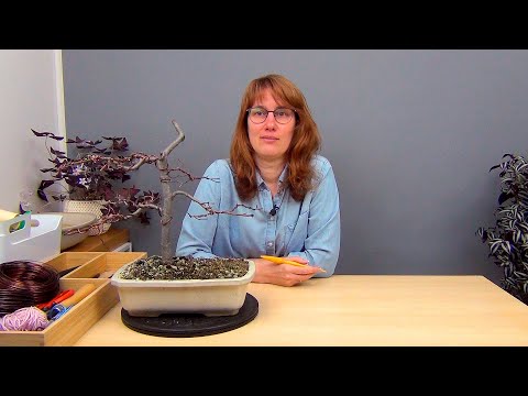 Видео: Бонсай из бука (ч.11).