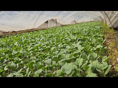 Видео: №6 Тарвуз кўчат  экишга таёр. 🍉