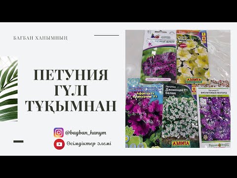 Видео: Петуния гүлін егеміз тұқымнан #петуния #петуниятұқымнан #петуниягүлі