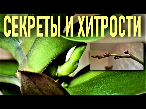 Видео: МАССОВО ПРОБУДИТЬ ЦВЕТОНОСЫ ОРХИДЕЙ В ЖАРУ В СУХОМ КЛИМАТЕ! ПРОСТО НЕ ВЕРИТСЯ!!! БЫСТРЫЙ РЕЗУЛЬТАТ!!