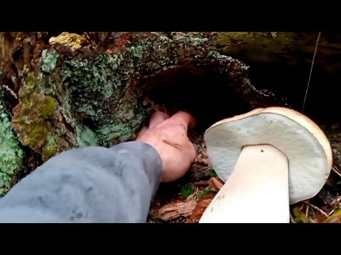 Видео: 🎥 Повернувся на старі грибниці — і назбирав повну торбу грибів! 🍄‍🟫
