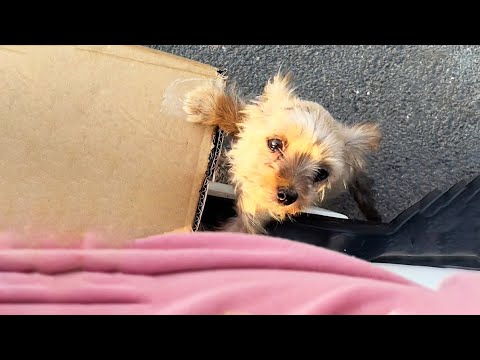 Видео: Бездомный щенок отчаянно цеплялся за мой мотоцикл, надеясь найти дом...
