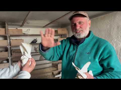 Видео: Голуби Амира город Душанбе Таджикистан 🇹🇯 Порода черноносых голубей