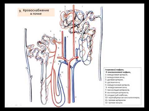 Видео: Лекция: "Мочевыделительная система"