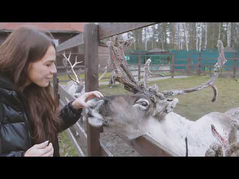 Видео: Оленья ферма "Северный олень"  в Подмосковье
