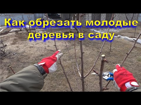 Видео: Как обрезать молодые деревья в саду