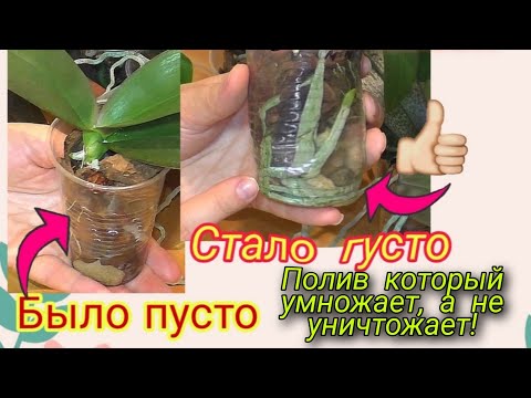 Видео: 😱У орхидеи ОЧЕНЬ МАЛО КОРНЕЙ как поливать💦❓  Как 💯% НАРАСТИТЬ КОРНИ у ОРХИДЕИ.