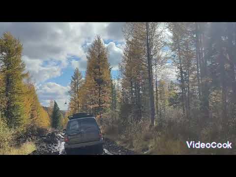 Видео: Сквозь тайгу на легендарных японцах #siberia #travel 