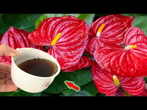 Видео: 1 стакан в неделю! Даже самый слабый антуриум вырастет 1001 новый корень и цветонос!