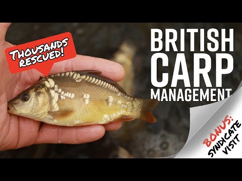 Видео: БАКЛАНСКИЙ ХАОС! 🦅 ПЛЮС 🚨 Стратегия пополнения запасов Синдиката ОГРОМНОГО КАРПОВ.