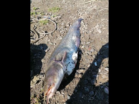 Видео: Рыбалка Балабинская касса Запорожская область с лодки на яме, поимка сома