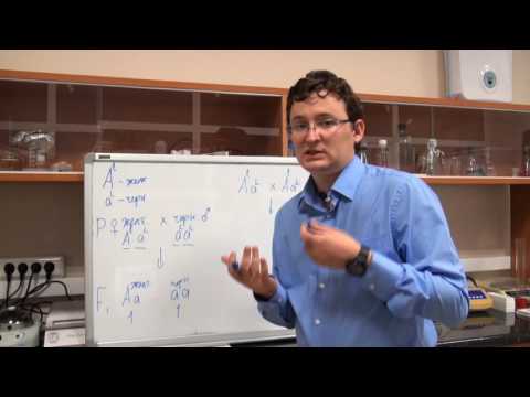 Видео: Летальные аллели. Разбор задачи №5.2