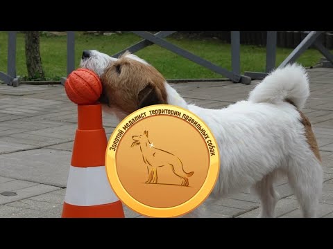 Видео: Догтренинг 684. Вундердог Шервуд - уникальный джек-рассел терьер.
