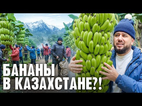 Видео: Банановая ферма в теплице или как выращивают настоящие бананы в Казахстане